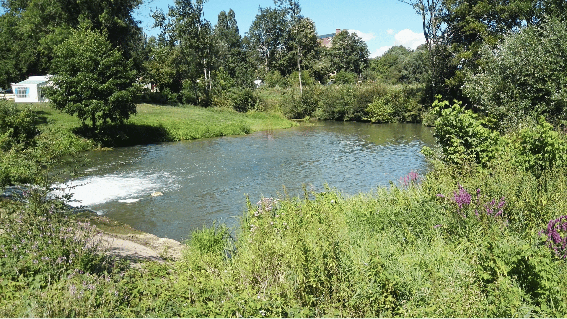 Berges fleuries le long de l'Ognon